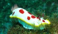 Splendid chromodoris, chromodoris splendida (ordre Nudibranches)